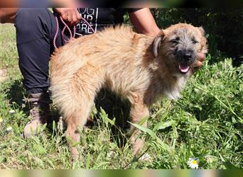 Tuto, Mix Schnauzer / Tibet Terrier / Podengo, lieb und verträglich