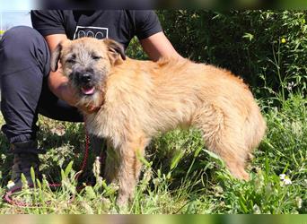 Tuto, Mix Schnauzer / Tibet Terrier / Podengo, lieb und verträglich