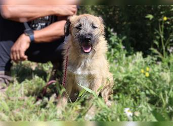 Tuto, Mix Schnauzer / Tibet Terrier / Podengo, lieb und verträglich