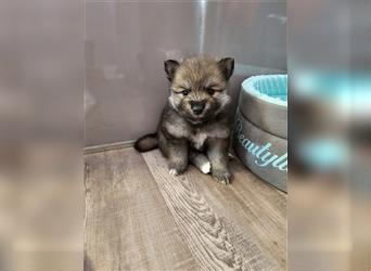 Pomsky F2 Zwerghuskys bleiben klein