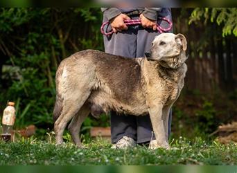 Luna, gemütliche Hundedame, ca. 10 Jahren ca. 55 cm, 30 kg