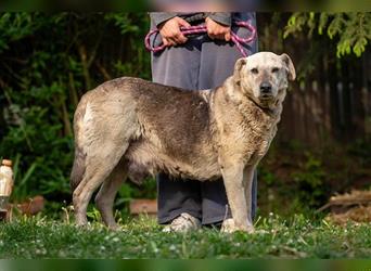 Luna, gemütliche Hundedame, ca. 10 Jahren ca. 55 cm, 30 kg