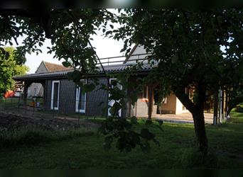 Ein Fest der Farben - Bolonka Zwetna Welpen - lustige Gesellen im Landhaus mit Garten am See