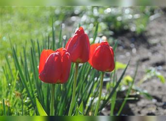 Ein Fest der Farben - Bolonka Zwetna Welpen - lustige Gesellen im Landhaus mit Garten am See