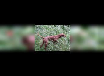 Magyar Vizsla Welpen aus Jagdlicher Leistungszucht