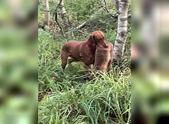 Magyar Vizsla Welpen aus Jagdlicher Leistungszucht