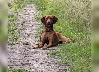 Magyar Vizsla Welpen aus Jagdlicher Leistungszucht