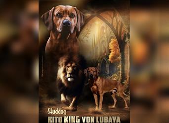 Deckrüde Kito King von Lubaya