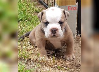 of Mystery Bulldogs " EOS "