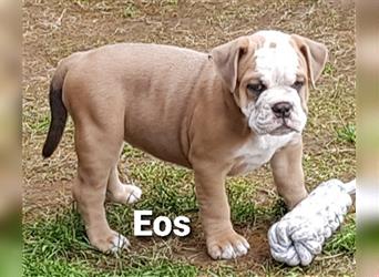 of Mystery Bulldogs " EOS "