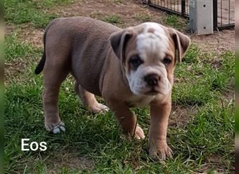 of Mystery Bulldogs " EOS "