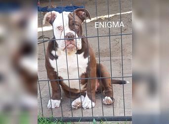 of Mystery Bulldogs "ENIGMA"