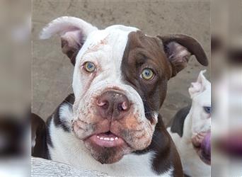 of Mystery Bulldogs "ENIGMA"