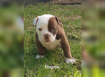 of Mystery Bulldogs "ENIGMA"