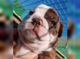 of Mystery Bulldogs "ENIGMA"