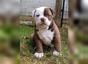 of Mystery Bulldogs "ENIGMA"