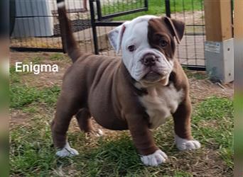 of Mystery Bulldogs "ENIGMA"