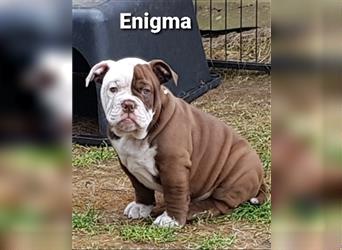 of Mystery Bulldogs "ENIGMA"