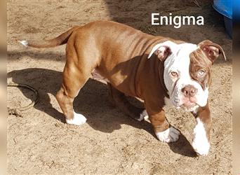 of Mystery Bulldogs "ENIGMA"