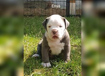 of Mystery Bulldogs " ENYA "