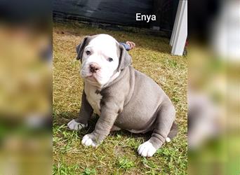 of Mystery Bulldogs " ENYA "