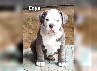 of Mystery Bulldogs " ENYA "