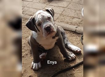 of Mystery Bulldogs " ENYA "