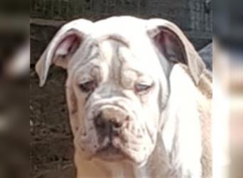 of Mystery Bulldogs" EIRENE "