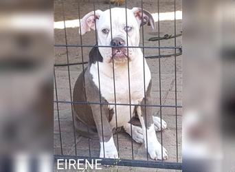 of Mystery Bulldogs" EIRENE "