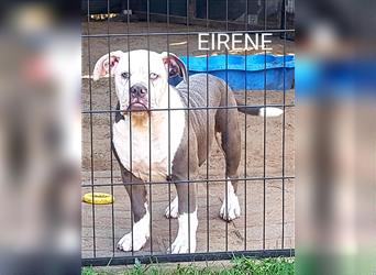 of Mystery Bulldogs" EIRENE "