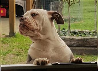 of Mystery Bulldogs" EIRENE "