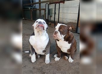 of Mystery Bulldogs" EIRENE "