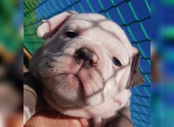 of Mystery Bulldogs" EIRENE "