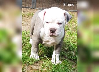 of Mystery Bulldogs" EIRENE "