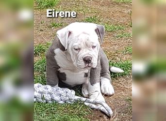 of Mystery Bulldogs" EIRENE "