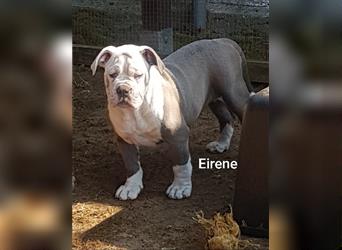 of Mystery Bulldogs" EIRENE "