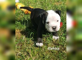 of Mystery Bulldogs " ELEKTRA " "