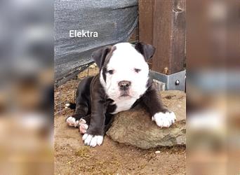 of Mystery Bulldogs " ELEKTRA " "