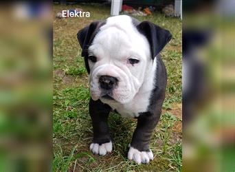 of Mystery Bulldogs " ELEKTRA " "