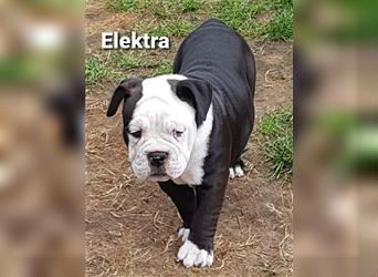 of Mystery Bulldogs " ELEKTRA " "