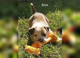 of Mystery Bulldogs " EROS "