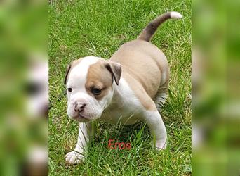 of Mystery Bulldogs " EROS "