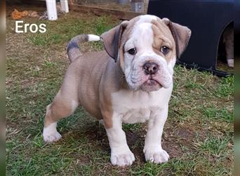 of Mystery Bulldogs " EROS "