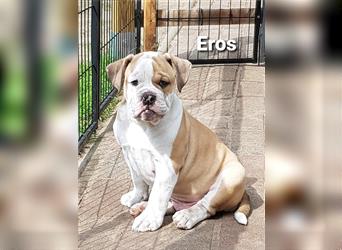 of Mystery Bulldogs " EROS "