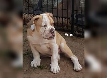 of Mystery Bulldogs " EROS "