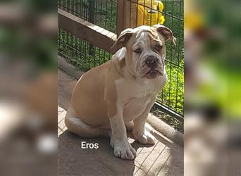 of Mystery Bulldogs " EROS "