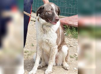 Stephan - Ein hoffnungsvoller Hund sucht sein Zuhause