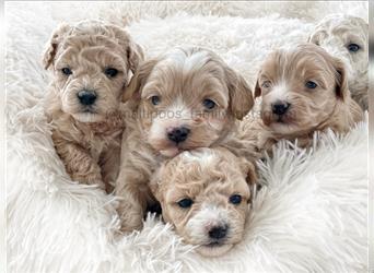 Traumhafte Maltipoo Welpen F1 Malteser Pudel