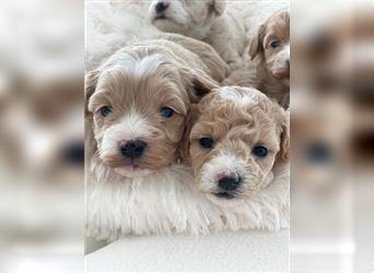 Traumhafte Maltipoo Welpen F1 Malteser Pudel