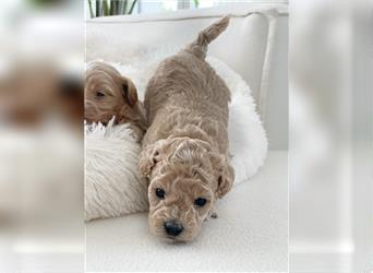 Traumhafte Maltipoo Welpen F1 Malteser Pudel